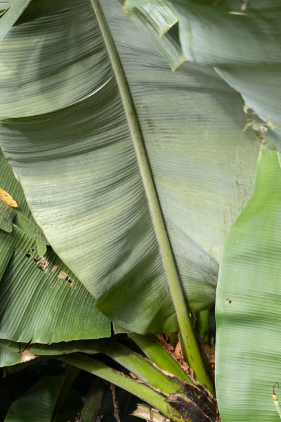 istock South America tropical forest 1370357246