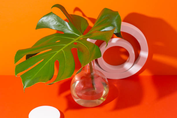 istock Podiums white circles and an oval for presentation and a monstera leaf in a flask on a red background. Top view, flat lay 1370357310