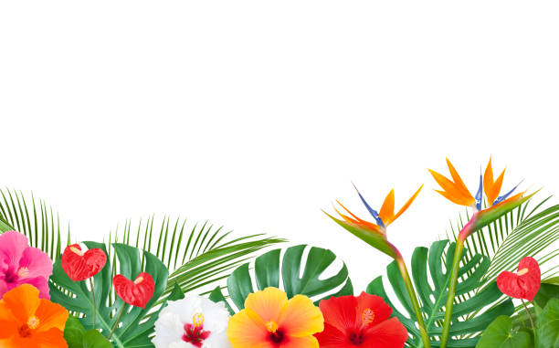 Colorful tropical border with palm leaves, monstera, hibiscus, anthurium and bird of paradise flowers isolated on white
