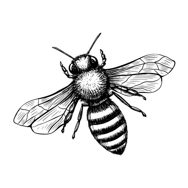 ilustrações de stock, clip art, desenhos animados e ícones de bee in sketch style on black background. nature vector vintage illustration design element set. hand draw - abelha ilustrações