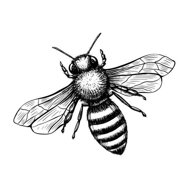 ilustrații de stoc cu albiza în stil schiță pe fundal negru. natura vector de epocă ilustrare set de elemente de design. draw hand - albină