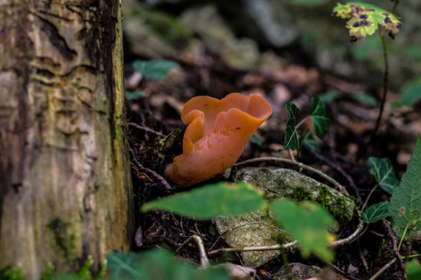 istock Orange peel fungus 1370359090