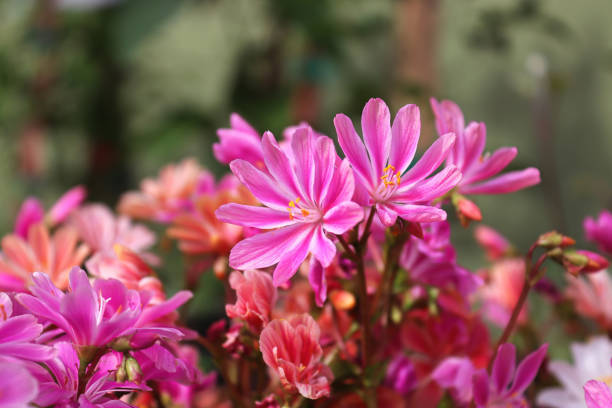 Closeup view of the delicate petals on a lewisia plant Closeup view of the delicate petals on a lewisia plant. lewisia rediviva stock pictures, royalty-free photos & images