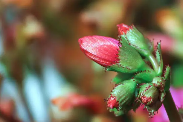 Macro view of the delicate buds on a lewisia plant.