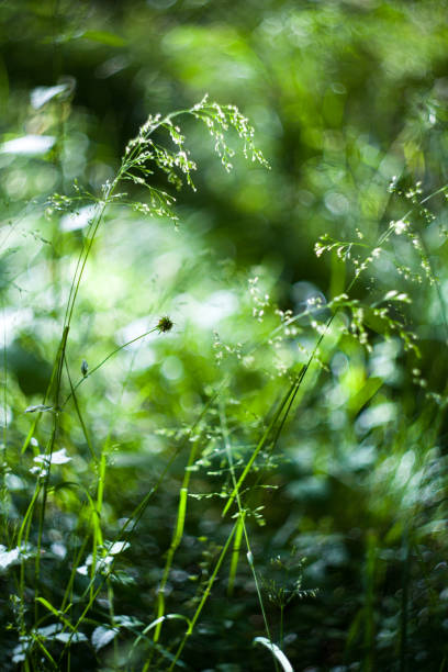 Poa! green grass herb by helios with blur in field with hot sun
