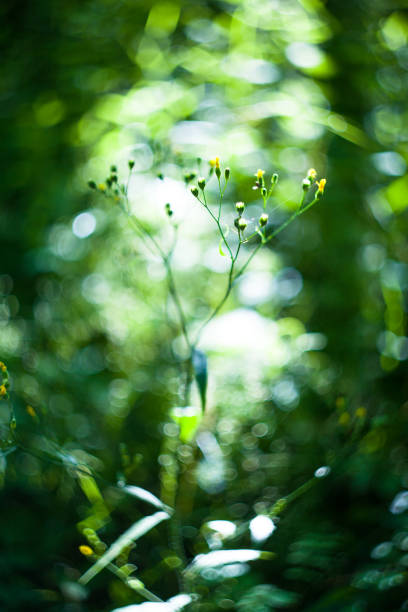 istock lapsana communis, green grass herb in field with hot sun 1370360363