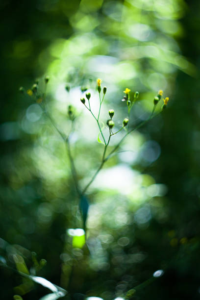 istock lapsana communis, green grass herb in field with hot sun 1370360369