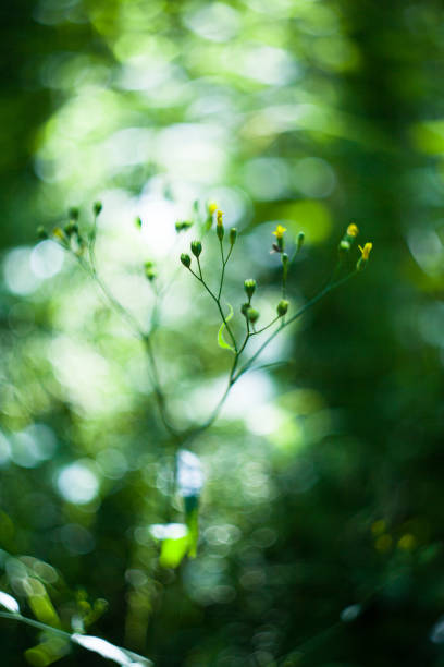 istock lapsana communis, green grass herb in field with hot sun 1370360381