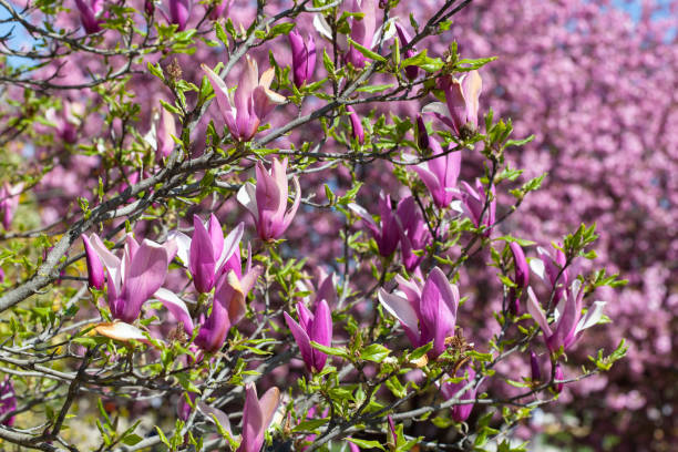 istock magnolia liliiflora at springtime in Botanic Garden Paris 1370360396