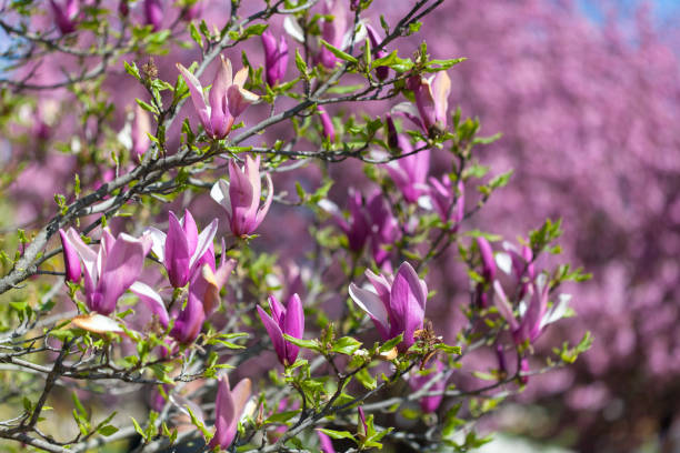 istock magnolia liliiflora at springtime in Botanic Garden Paris 1370360398