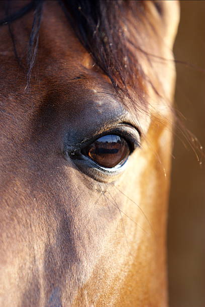 istock Bay horse portrait 137036045