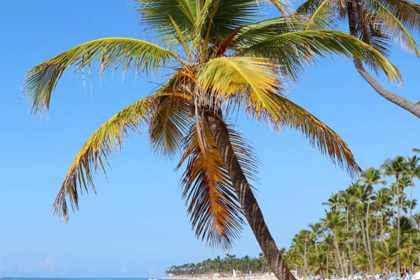istock Coconut palm trees on blue sky background 1370362519