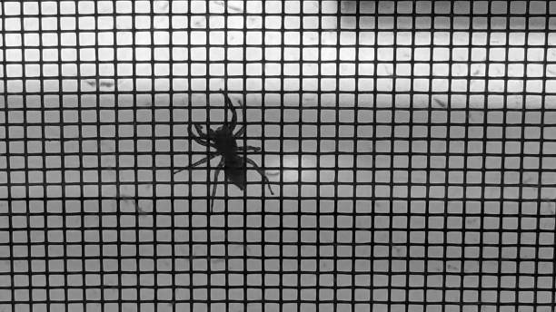 istock A Spider Near the Window 1370362546