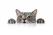 istock Big-eyed naughty obese cat looking at the target. 1370365587