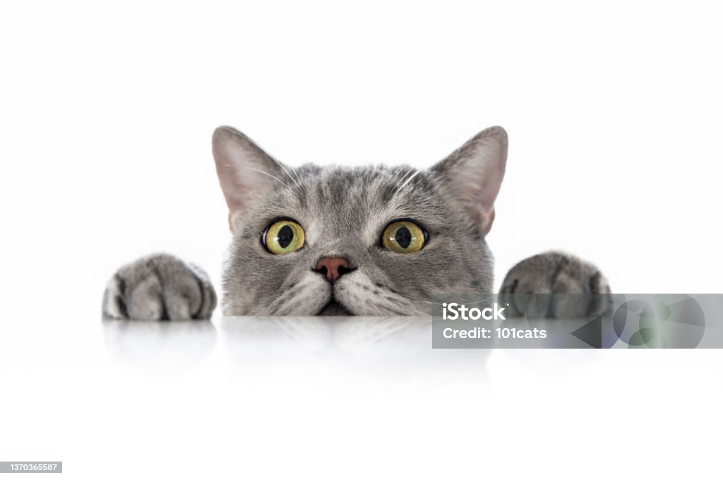 Big-eyed naughty obese cat looking at the target. Big-headed cat (Felis catus ) British shorthair cat white background Domestic Cat Stock Photo