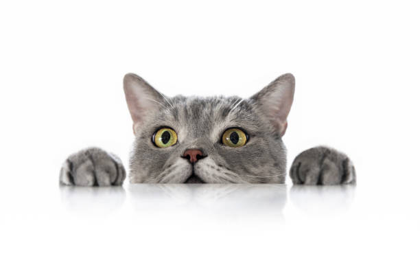 Big-eyed naughty obese cat looking at the target. Big-headed cat (Felis catus ) British shorthair cat white background chubby cat stock pictures, royalty-free photos & images