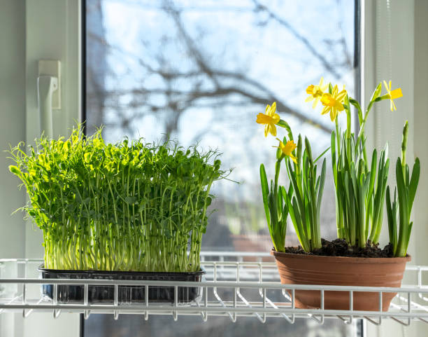 istock Vegetable garden on the windowsill, growing spring microgreens and daffodil flowers in used plastic packaging 1370369287