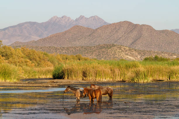 Wild Horses Mustang's drink and feed in the Salt River near Phoenix, Arizona river salt stock pictures, royalty-free photos & images