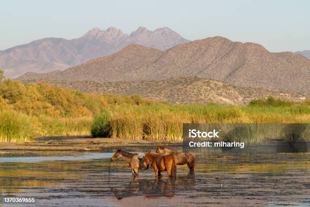 Wild Horses Stock Photo - Download Image Now - Arizona, Salt River, Animal