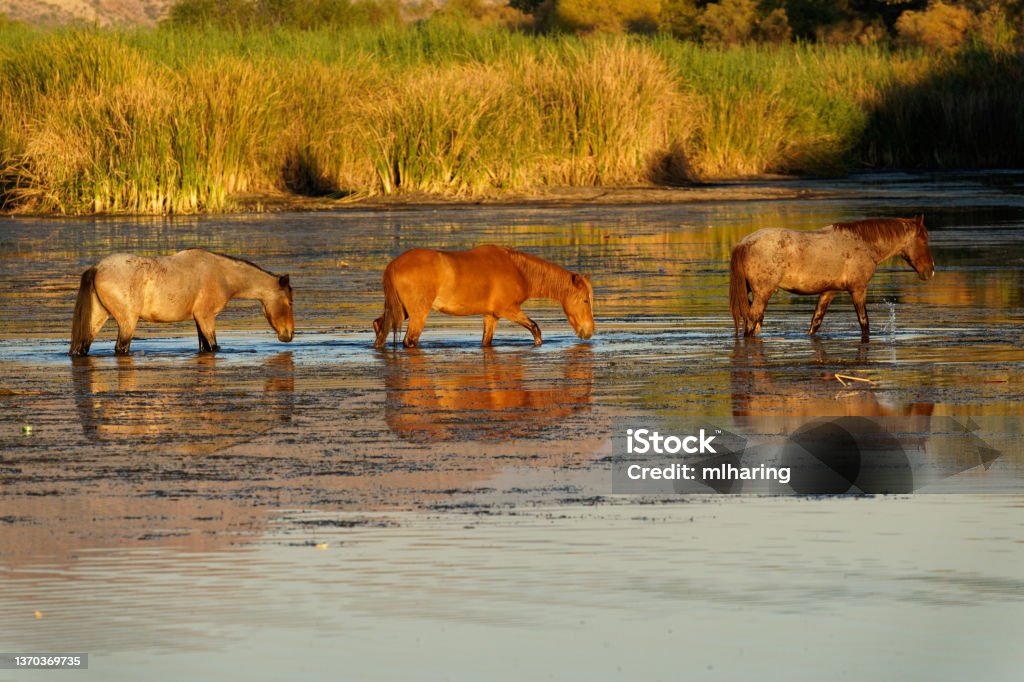 Wild Horses Mustang's drink and feed in the Salt River near Phoenix, Arizona Horse Stock Photo