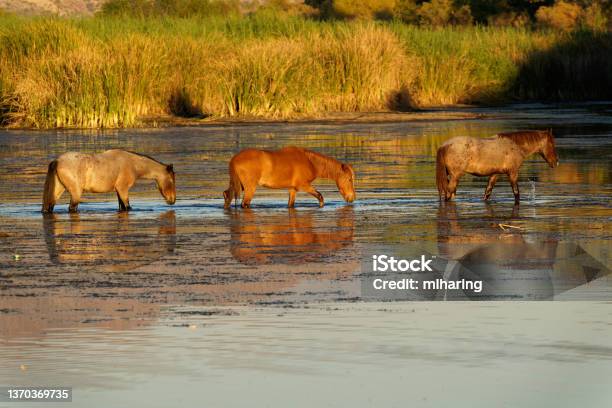 Wild Horses Stock Photo - Download Image Now - Horse, Stray Animal, Mare