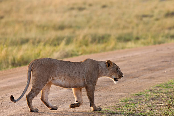 istock Lioness in the Maasai Mara 137037011