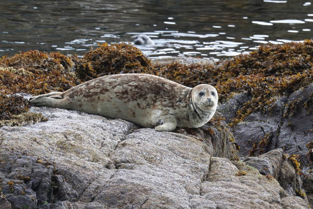 istock Common seal basking on rocks during the summer 1370370400