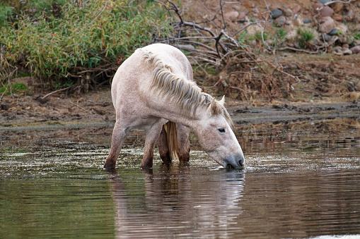 Mustang's drink and feed in the Salt River near Phoenix, Arizona