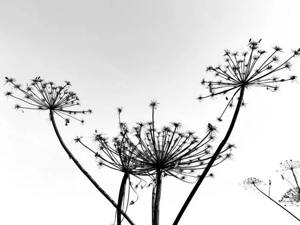 Giant dry hogweed, cow parsnip on gray sky background.