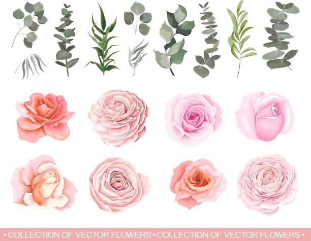 ilustrações de stock, clip art, desenhos animados e ícones de vector set of flowers and herbs - baroque style wallpaper pink retro revival