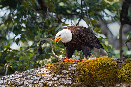 Bald eagle, haliaeetus leucocephalus, in Alaska. National bird of the United States of America. Eating salmon.