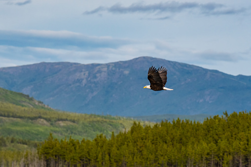 Bald eagle, haliaeetus leucocephalus, in Alaska. National bird of the United States of America. In flight.