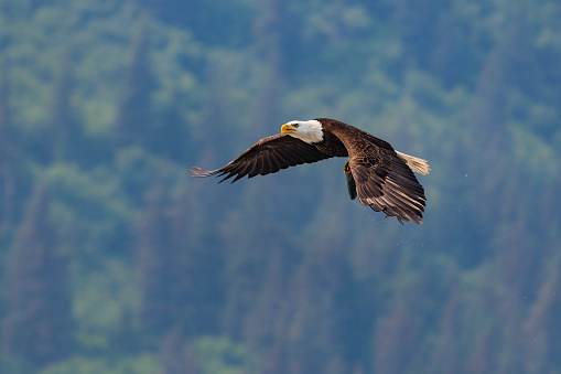 Bald eagle, haliaeetus leucocephalus, in Alaska. National bird of the United States of America. In flight, carrying a salmon.