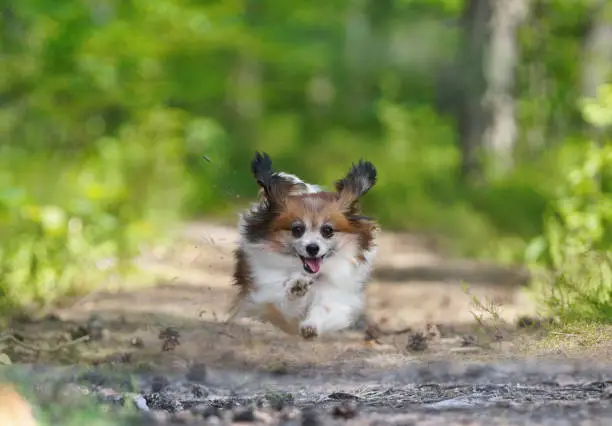 A Papillon dog running in a forest against blurred background