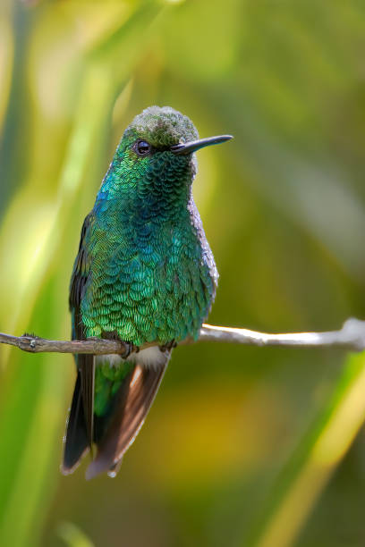 istock Western Emerald (Chlorostilbon melanorhynchus) perched on branch, Alambi, Ecuador 1370373281