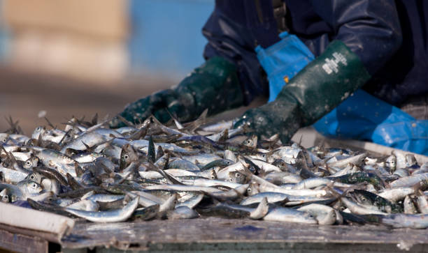istock industrial fishing 1370373299