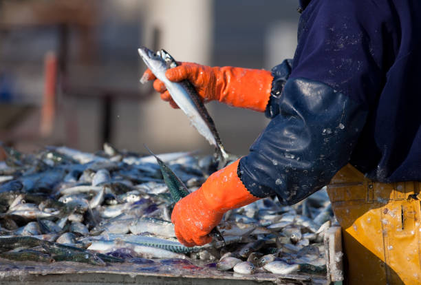 rybołówstwo przemysłowe - fishermen harbor zdjęcia i obrazy z banku zdjęć