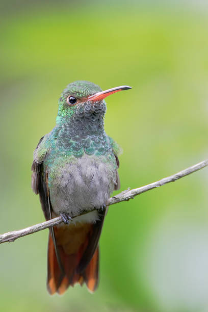 istock Rufous-tailed hummingbird (Amazilia tzacatl) perched on branch, Alambi, Ecuador 1370373361