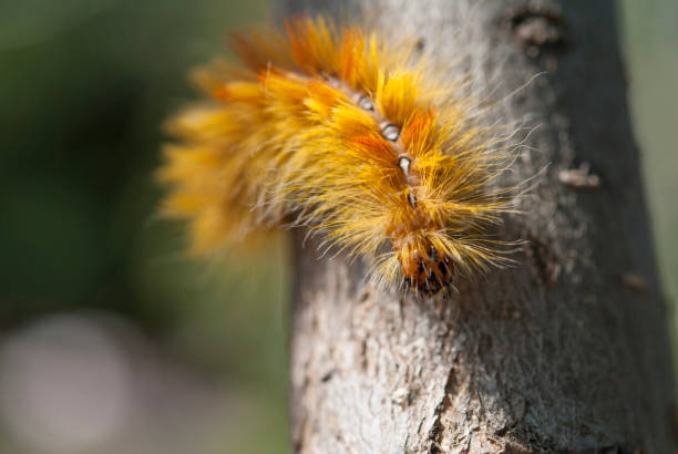 istock The sycamore (Acronicta aceris) 1370374317