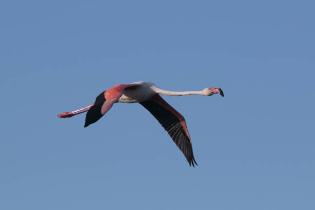 istock Greater flamingo 1370374465