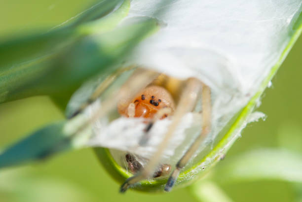 istock The yellow sac spider (Cheiracanthium punctorium) 1370374572