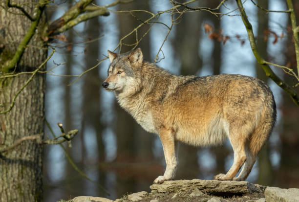istock Beautiful male canadian timberwolf 1370375953