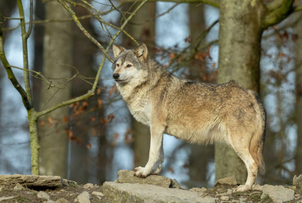 istock Beautiful canadian timberwolf 1370375971