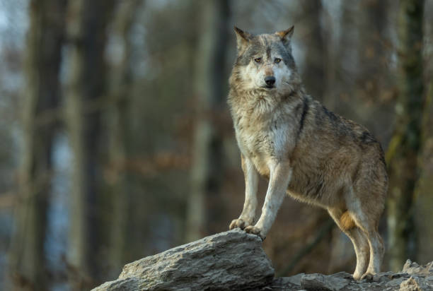 istock Beautiful male canadian timberwolf 1370375974
