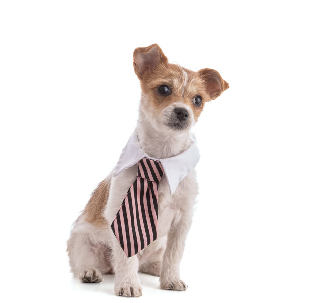 istock Portrait of a small Mixed Breed puppy with a tie 1370376357