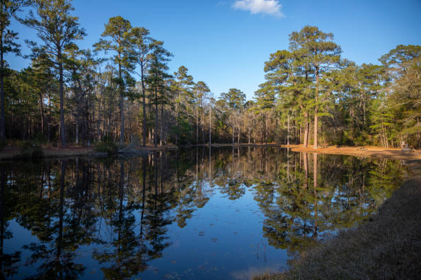 Artesian pond in Lee State park, South Carolina.