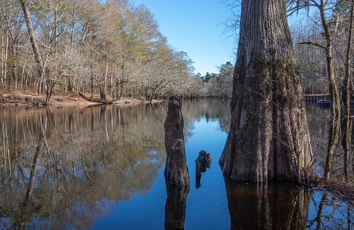 The slow moving black waters of the Little Pee Dee river in South Carolina.