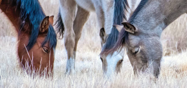 istock Wild horse trio grazing 1370377358