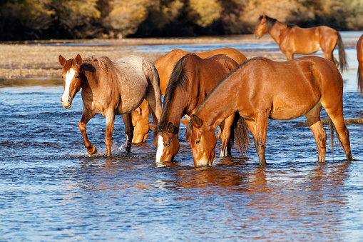 Mustang's drink and feed in the Salt River near Phoenix, Arizona