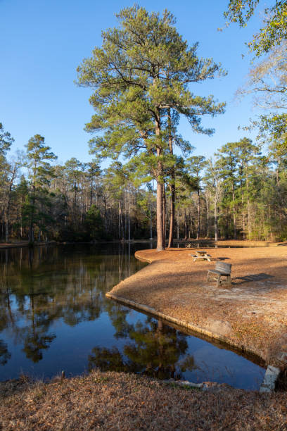 istock Lee State Park South Carolina. 1370377512